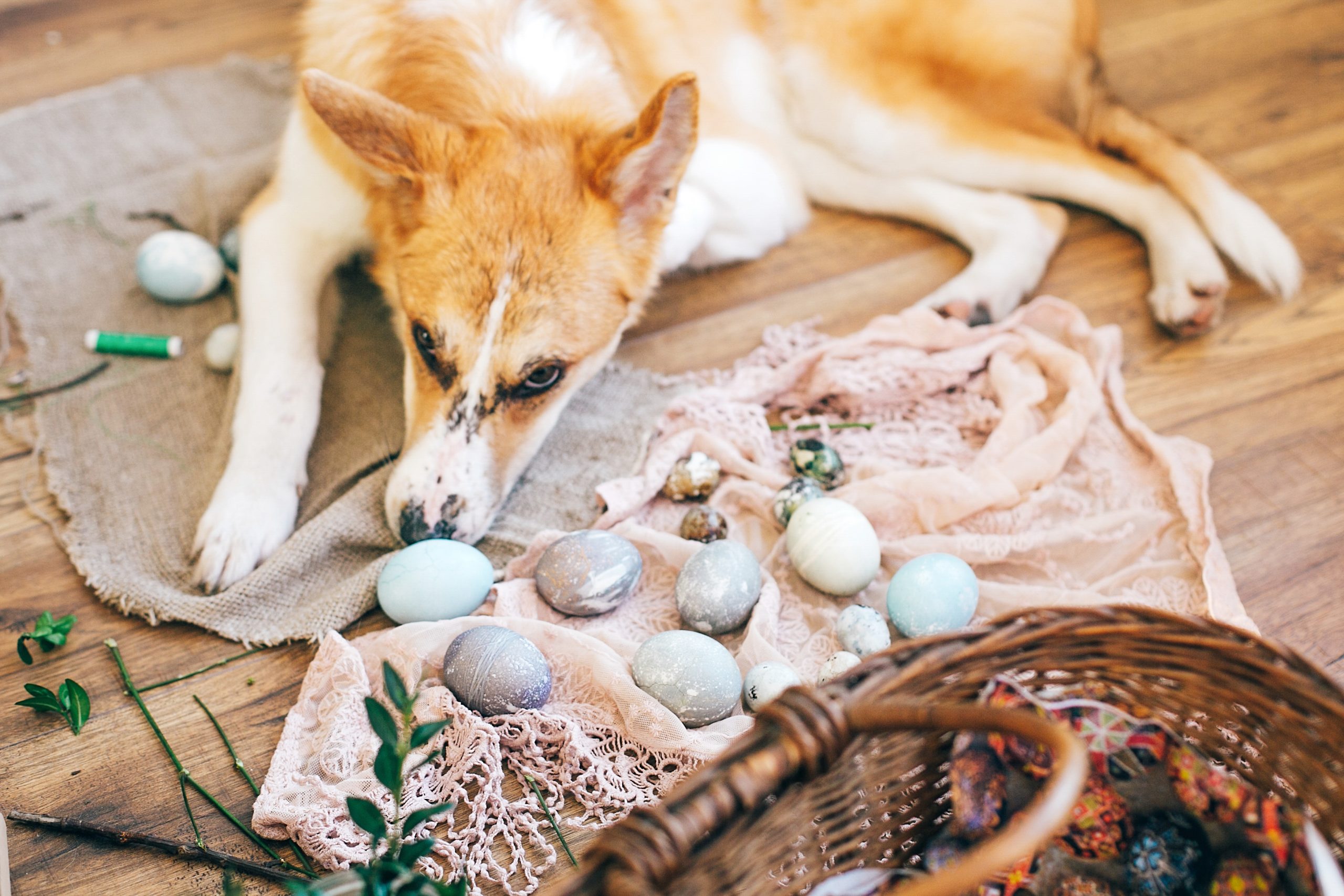 Cibi da evitare per i nostri amici a quattro zampe a Pasqua 3 Cute golden dog sleeping at stylish easter eggs, wicker basket with holiday food, flowers on rustic wooden background in light. Happy Easter preparations. Cute puppy