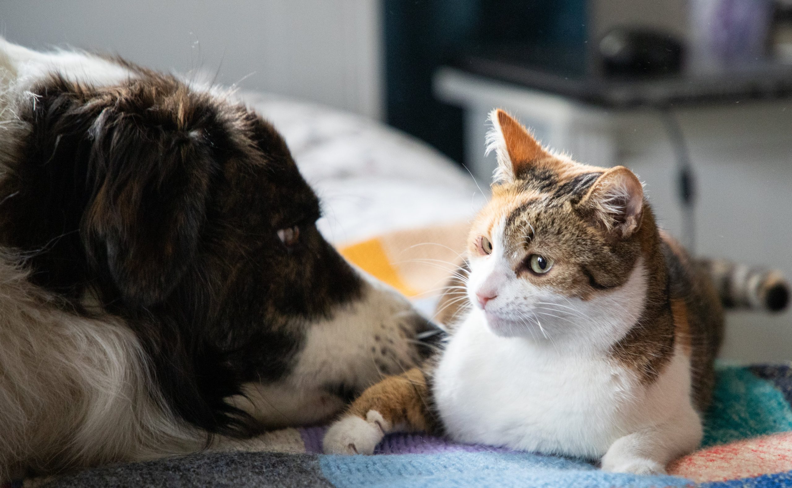 Giardia 2 cute-little-dog-and-cat-in-bed-2024-02-22-13-06-13-utc-min