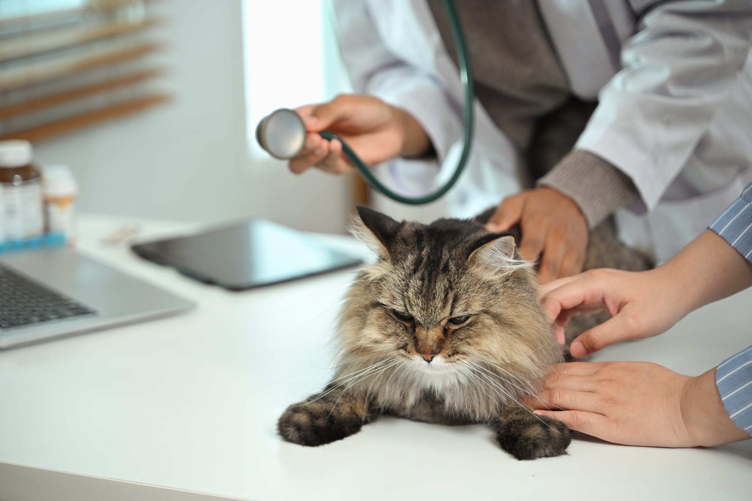 Insetticidi 3 professional-veterinarian-with-stethoscope-examini-2024-08-06-02-33-53-utc-min