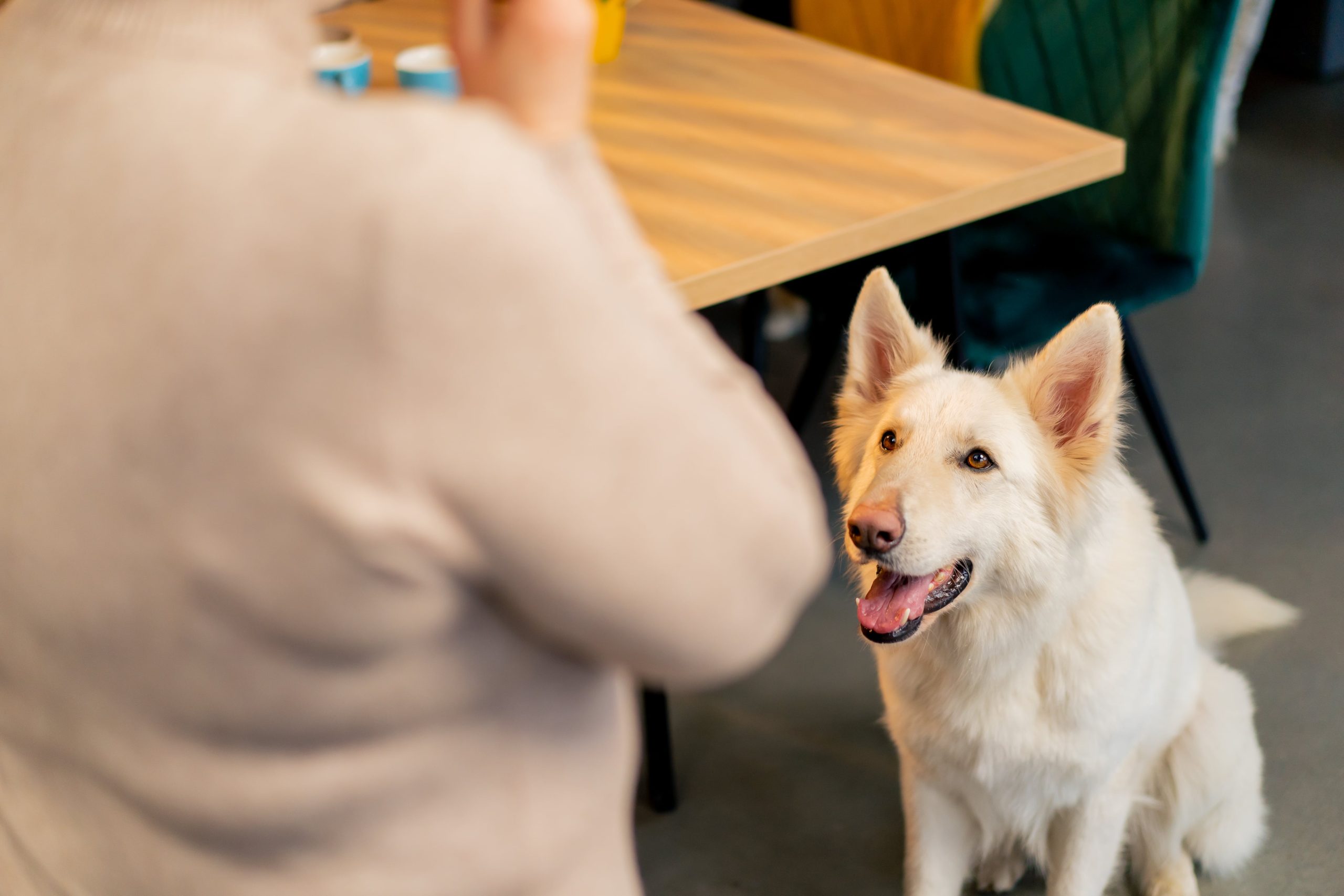 Il mio cane monta oggetti, devo castrarlo? 3 swiss-shepherd-dog-sits-on-the-floor-in-a-cafe-and-2024-02-07-20-32-00-utc-min
