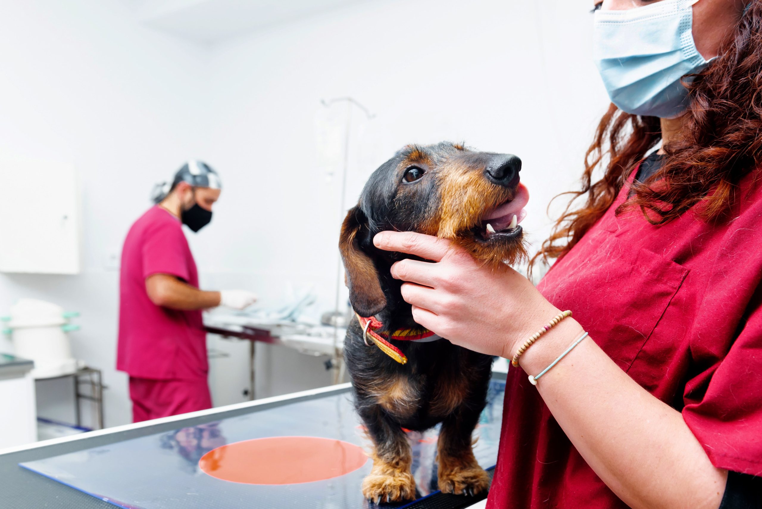 Leishmaniosi 2 unrecognizable-female-veterinary-doctor-2023-11-27-05-32-01-utc-min