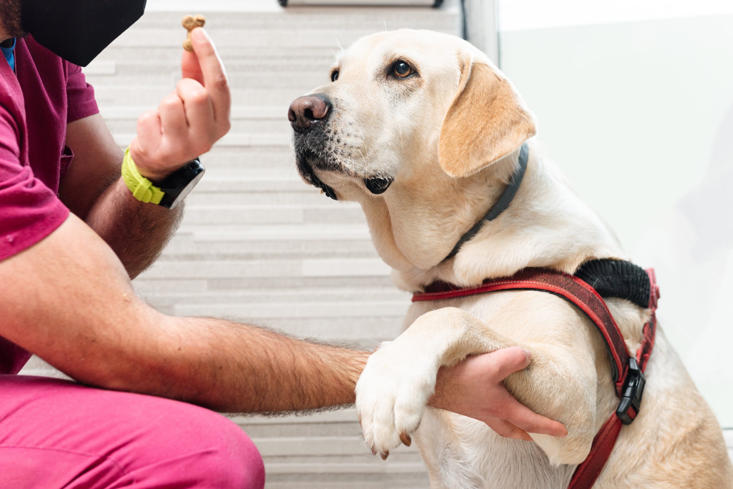 Tosse dei canili 3 veterinary-doctor-giving-a-prize-to-a-labrador-ret-2023-11-27-05-12-27-utc-min