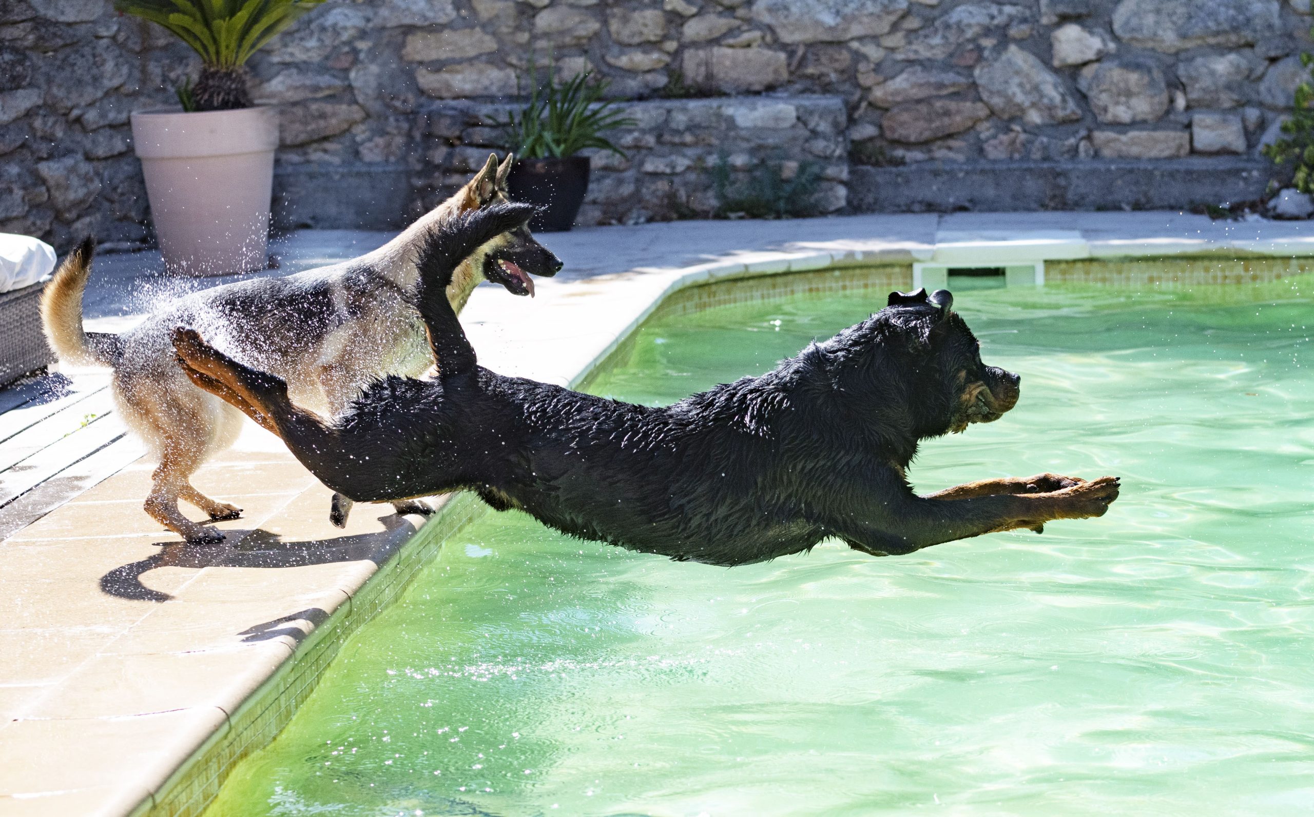 Lavare il cane dopo un bagno al mare o in piscina 3 young-rottweiler-and-swimming-pool-2023-11-27-05-18-36-utc-min