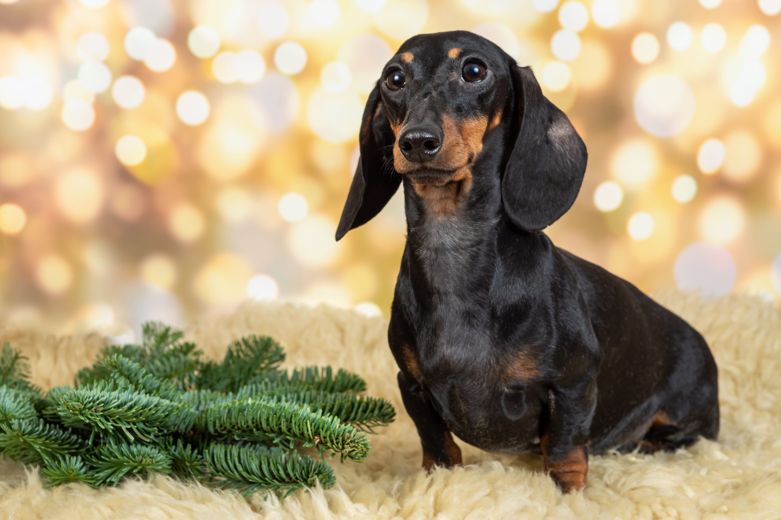 Bassotto 2 dachshund dog poses in a Christmas setting. Portrait of a dog on a festive background