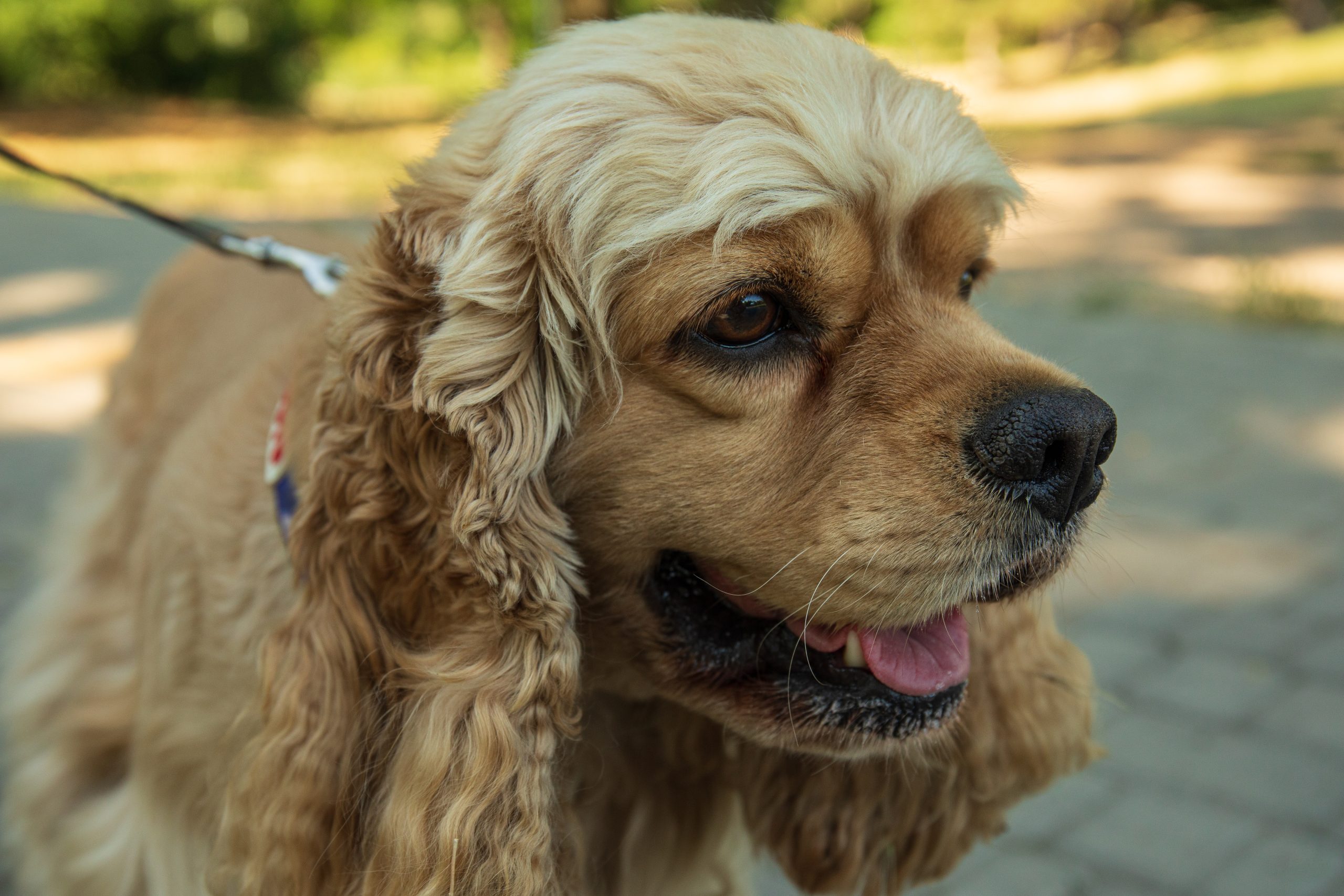 Cocker Spaniel 4 American spaniel, concept of pet and best friend - dog
