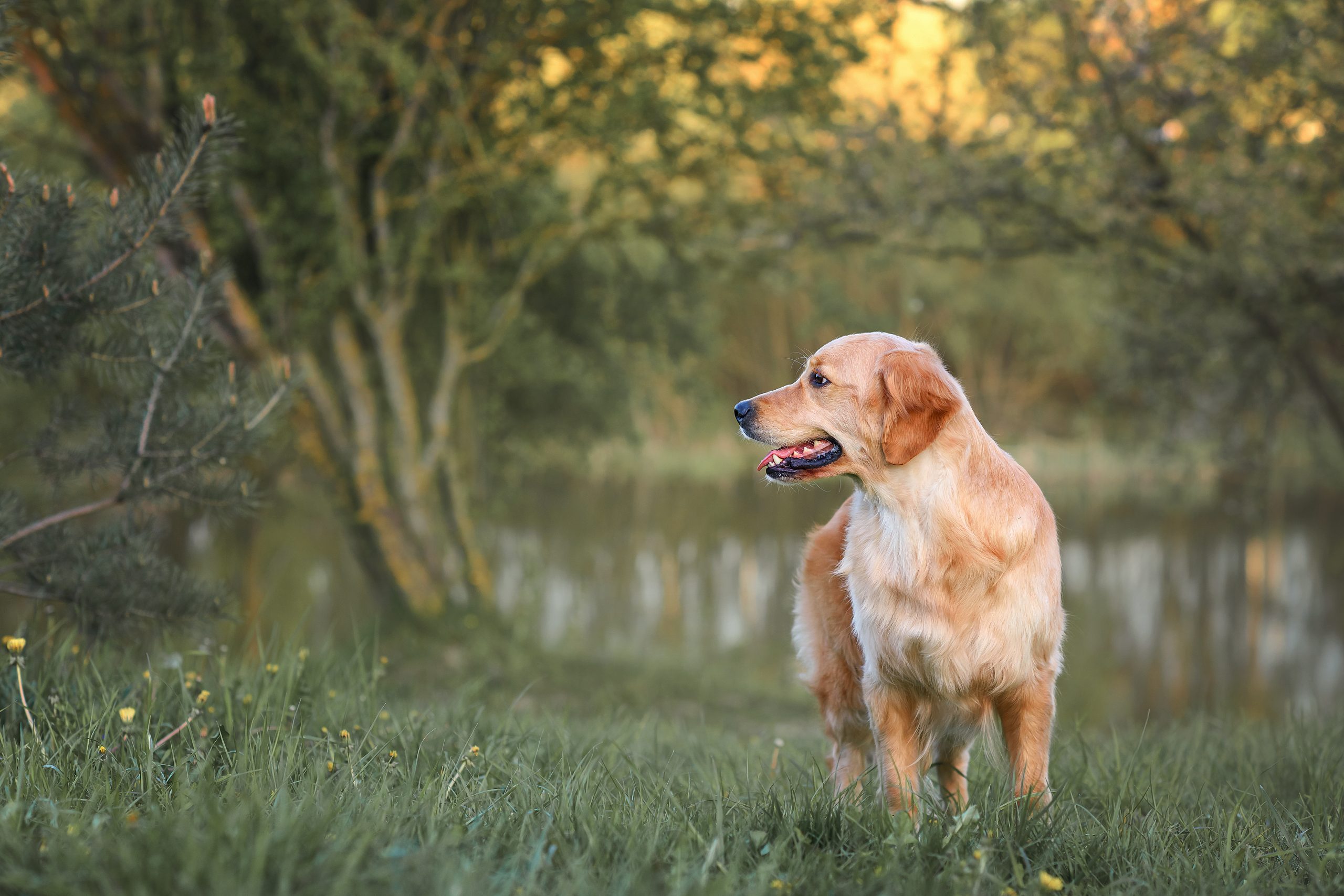 Golden Retriever 3 beautiful-dog-golden-retriever-labrador-sits-in-th-2024-12-07-14-25-05-utc