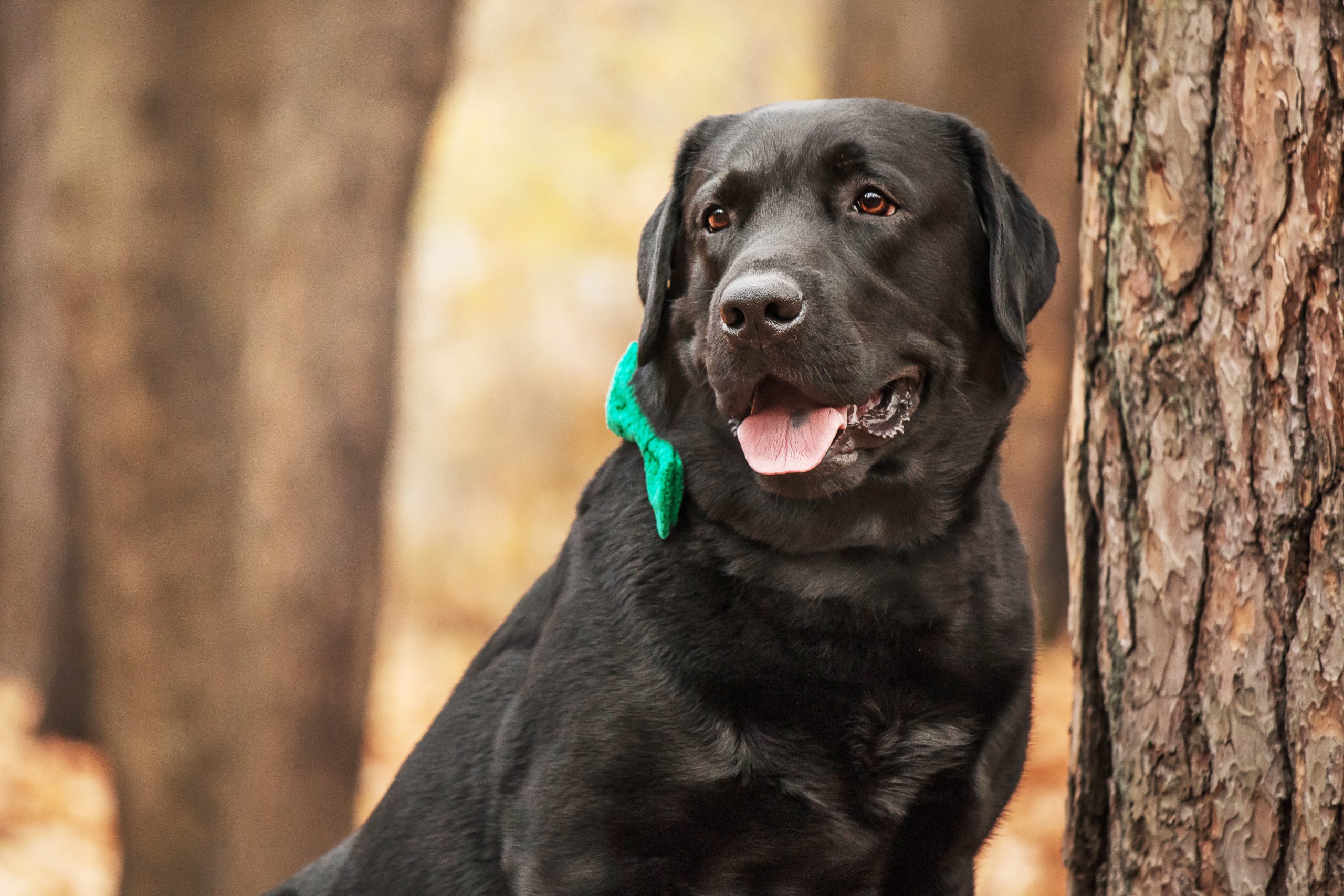 Labrador Retriever 5 labrador-retriever-dog-breed-on-the-field-dog-run-2023-11-27-04-53-21-utc