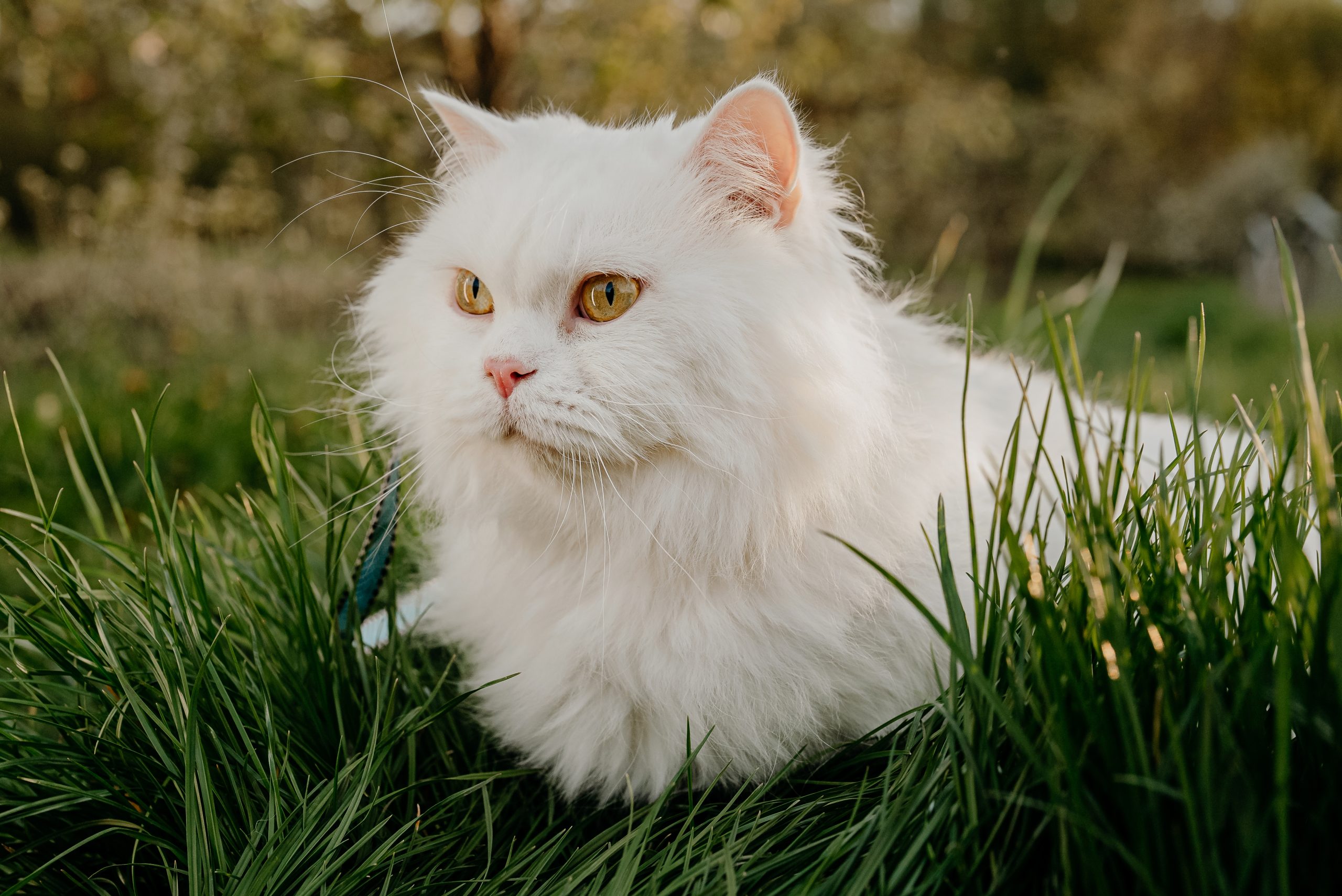 Persiano 2 Cute portrait of white highland straight fluffy cat on green lawn background. Luxurious domestic kitty breathes fresh air in nature on walk.