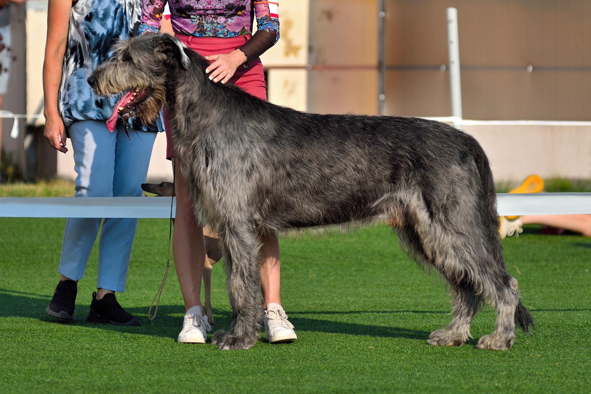 Irish Wolfhound 4 irish-wolfhound-at-a-dog-show-2025-03-06-07-03-33-utc
