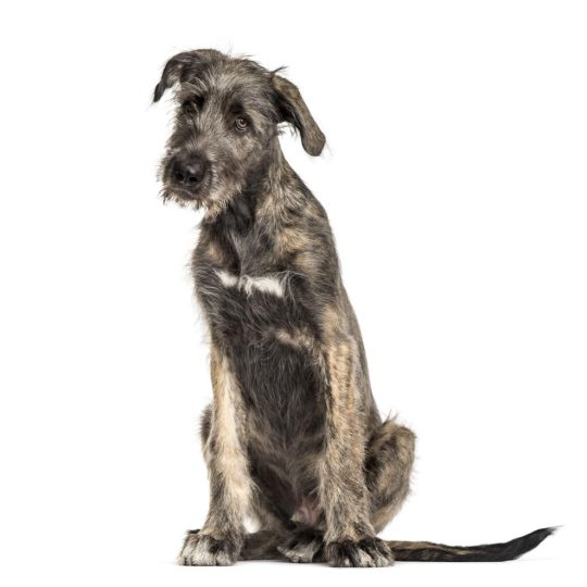 Irish Wolfhound 1 irish wolfhound dog sitting isolated on white 2024 09 27 03 05 16 utc
