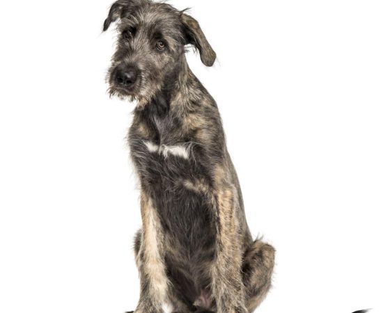 irish wolfhound dog sitting isolated on white 2024 09 27 03 05 16 utc