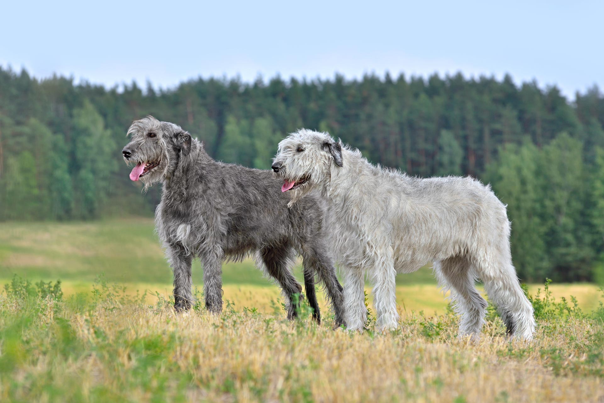 Irish Wolfhound 3 irish-wolfhound-dogs-2025-03-09-10-00-19-utc