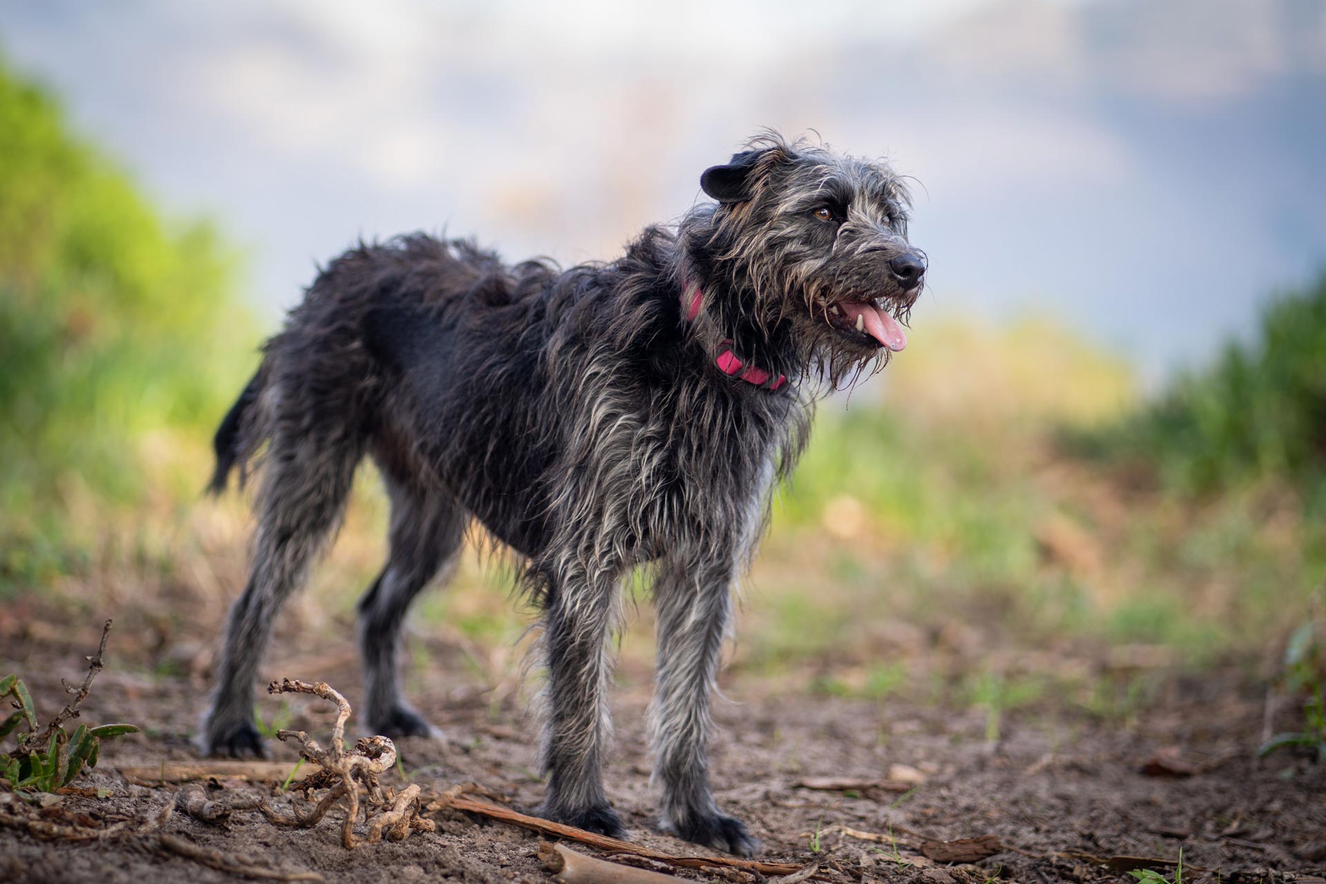 Irish Wolfhound 2 irish-wolfhound-smiling-in-the-park-on-a-dirt-path-2025-02-10-06-21-36-utc