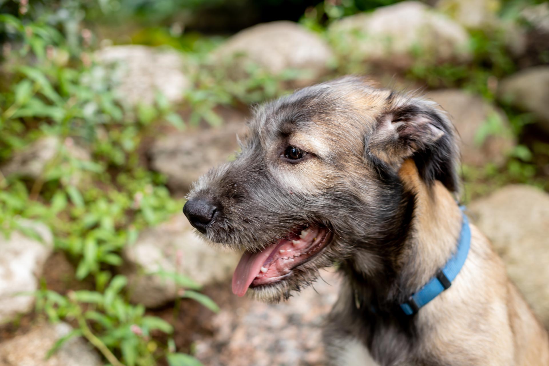 Irish Wolfhound 5 portrait-of-a-dog-breed-irish-wolfhound-in-a-summe-2025-02-10-02-21-47-utc