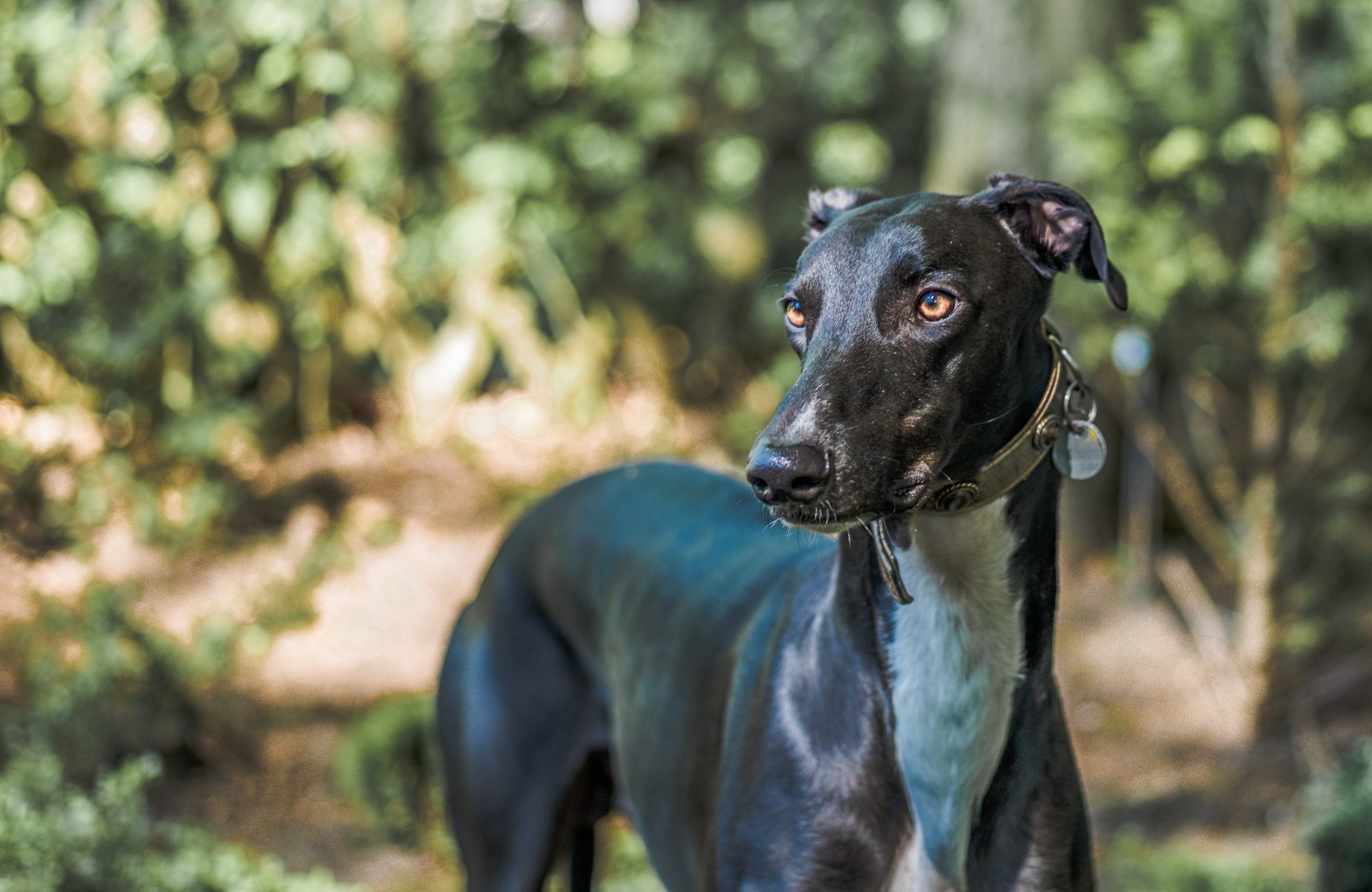Greyhound 5 selective-focus-shot-of-a-majestic-black-greyhound-2023-11-27-05-12-07-utc